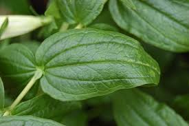 Image result for Gentiana asclepiadea alba