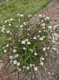 Image result for Asclepias randii
