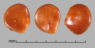 Image result for Solanum viarum