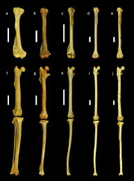 oldest skeleton of a fossil flying squirrel casts new light