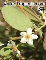 Image result for Gymnosporia glaucophylla