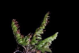 Image result for Trichomanes crispiforme