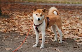 Chiliz (chz) and shiba inu (shib) soared on tuesday after coinbase global inc's (nasdaq:coin) pro platform announced trading of the coins will commence this week. Can Shiba Inu Coin Actually Help Solve India S Covid 19 Crisis