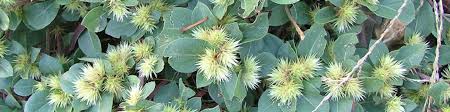 Image result for Alternanthera pungens