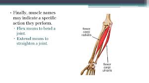 It helps decrease muscle spasms of the bladder and the frequent urge to urinate caused by these spasms. Muscular System 5 Muscular System Functions Skeletal Muscle