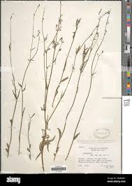 Image result for Wahlenbergia abyssinica