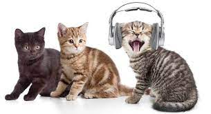 علاقة القطط مع الموسيقى cute cat gif cats funny cat pictures