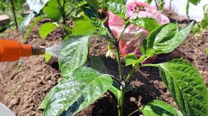 подкормка томатов во время цветения и плодоношения в теплице Bolgarskij Vyrastaet S Golovu Esli Sbryznut Etim Na Cvetki Vo Vremya Cveteniya I Plodonosheniya You V 2020 G Gidroponnoe Sadovodstvo Sadovye Vrediteli Malenkie Ogorody