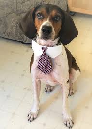 Love those apothecary jars you see all over design magazines and shows? Virginia Shelley Sackier