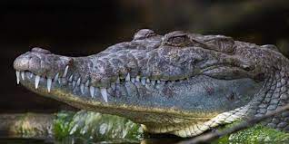 Crocodiles have slender snouts, while alligators' are broader. Alligators V Crocodiles How To Tell The Reptiles Apart