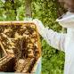 Adult Homesteading: Beekeeping for Beginners - Generations Marketplace, 200 Concession 13 Townsend Event Image