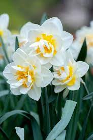 Daffodils are native to woodlands and meadows of southern europe and north africa with the center of diversity in the western mediterranean. March Birth Flower Daffodils Jonquils Growing Family