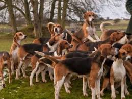 Black And Tan English Foxhound English Foxhound Dictionary Definition English Foxhound Defined The Fox And The Hound English Foxhound Foxhound Dog