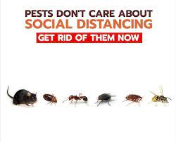 Effective termite and pest control services in new jersey from commando termite & pest control are sure to get you the relief you need on time. Commando Termite Pest Control Home Facebook
