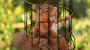 These types of diy squirrel repellents are also the best solution to ensuring chipmunks stay away from your bird feeders. How Do I Keep The Squirrels In My Yard Away From My Feeders And Bird Seed All About Birds All About Birds