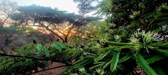 Image result for Hymenodictyon parvifolium