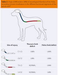 Image result for Neurologic Lesion Localization