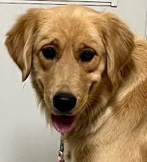 ADOPTED 1/1/24!!! Roxie-1 year old (Female)