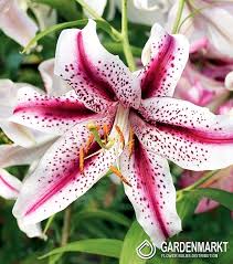 Wann die saison genau beginnt, hängt von der art der lilie die sie haben ab. Gefullte Orientalische Lilie Dizzy 1 St Gardenmarkt De