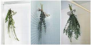 Eucalyptus Bath Bouquets Are The Easiest Way To Make Your Shower Smell Amazing Bathroom Plants Shower Plant Shower Heads