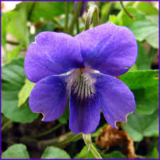 Wie sie bei der gartengestaltung eines neuen grundstücks oder bei größeren umgestaltungen eines vorhandenen gartens am besten vorgehen. Das Duftveilchen Viola Odorata Symbol Der Bescheidenheit Und Liebe Xanten