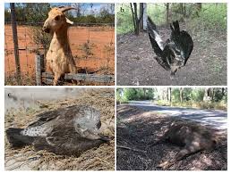 Only thing i didn't like was i was quoted $215 to bring in two of our three cats for special services. Animals Free Full Text Animal Harms And Food Production Informing Ethical Choices Html