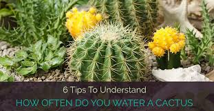 While properly watering your christmas cactus is important, it's also important for it to live in the correct environment. 6 Tips To Understand How Often Do You Water A Cactus