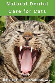 Cat Dental Care How To Brush Cat S Teeth Naturally Cat Teeth Cleaning Brushing Your Cat S Teeth Daily With A Cat To Cat Care Cat Nutrition Cat Dental Health