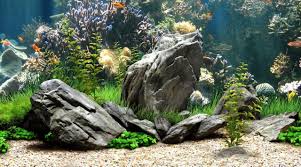 Cool Aquarium Backgrounds Imagesskringers Com Free Download Best Hd Wallpapers And Pictures Fundos De Aquario Tanques De Peixes Figura Fundo
