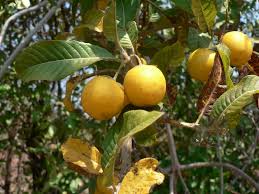 Image result for Hugonia platysepala
