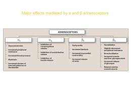 Adrenoceptor Agonists Sympathomimetic Drugs Ppt Download