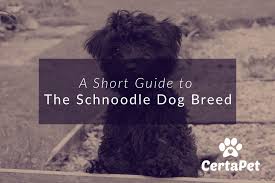 A Short Guide To The Schnoodle Dog Breed Certapet