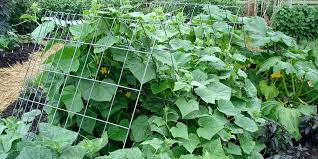 Prevent vine borer problems for the following year by using a pesticide dust on your healthy zucchini plants when they start to grow out from the base. Cucumber Trellis Keep Cucumber And Zucchini Vines Off The Ground
