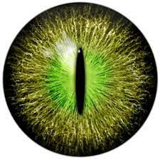 Friday Fact Janome Reptile Eye Crocodile Eyes Eye Texture