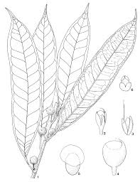 Image result for Ficus barteri