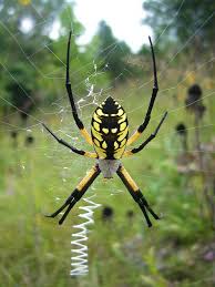 Young spiders can survive a frost, but that hardiness diminishes with age. The Early Halloween Spider Golden Garden Spider