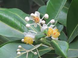 Image result for Calophyllum