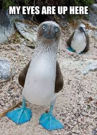 Bird With Blue Feet Galapagos The Blue Footed Booby Sula Nebouxii A Species Of Bird Found Exclusively In The Tropical And Sub Tropical Islands Of The Pacific Ocean The Funny Anima
