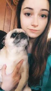 Great Dane and Pug Mix