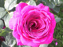 Check spelling or type a new query. Purple Roses Names Varieties Meanings And Pictures Florgeous