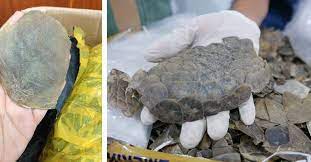 We did not find results for: Malaysia Seizes 337 Kg Of Pangolin Scales Worth Nearly 1 Million