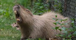 While visiting the kotsumate otter café, an employee told gekoski that the animals at that particular café. From Otters To Capybaras 6 Weird Pets That You Could Actually Own