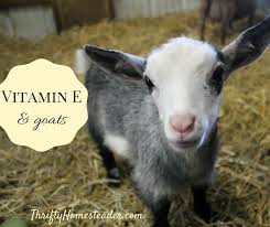Vitamin E And Goats The Thrifty Homesteader Goats Vitamins Vitamin E