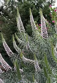 Image result for Hirpicium echinus