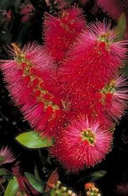 Australia's tree flora is dominated by a single genus, eucalyptus, and related myrtaceae.1. Callistemon Citrinus Australian Flowers Australian Plants Australian Native Flowers