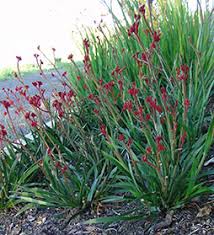 Fine leafed grasses wave in the breeze, create elements of soft movement. Borders