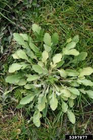 Image result for Erigeron