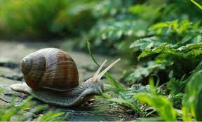 epingle sur plantation jardin