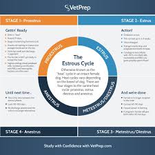 Mauricio Dujowich On Twitter The Estrous Cycle Is Known As The Heat Cycle In An Intact Female Dog Heat Cycles Vary Depending On The Breed Of Dog There Are Four Stages 1