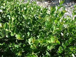 Image result for Polycarpaea prostratum